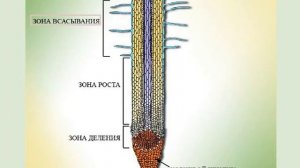 внутренее строение корня