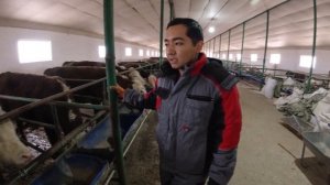 ОТКОРМ БЫЧКОВ!!! Основные моменты по содержание быков!