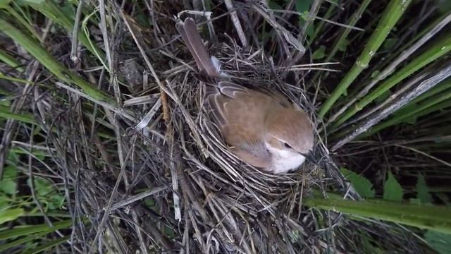 Жулан Gp160620 1 9 5 ♂ дал паука ♀, съела его сама