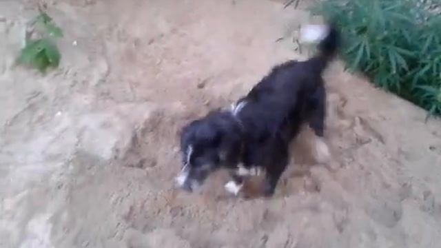 Будни одного бездельника вандейский бассет-гриффон видео 6 смотреть онлайн