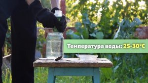 «Триходерма вериде», биопрепарат для защиты растений от болезней