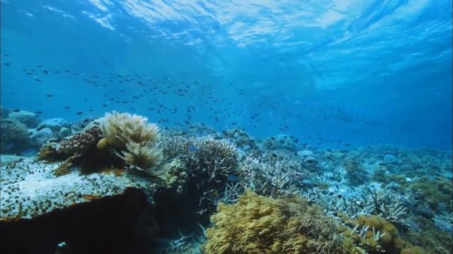 Яд. Достижение эволюции - Все части - Документальный фильм смотреть онлайн