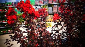 Лагерстрёмия .Crape Myrtle . ( или индийская сирень)