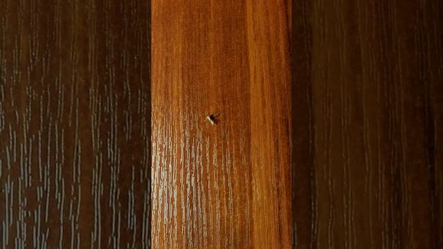 Комар под Mosquitall смотреть онлайн
