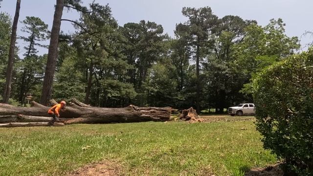 Huge red oak- this tree tore up some stuff смотреть онлайн