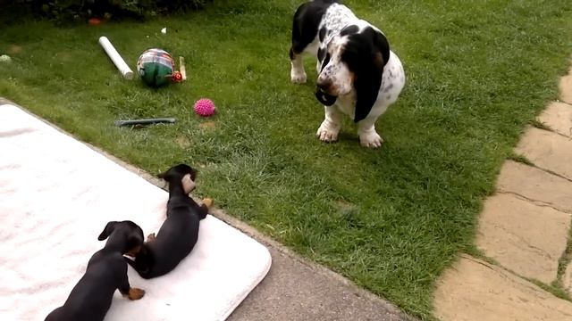 Basset Hound playing with Dachshund puppy смотреть онлайн