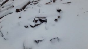 отстрел пули шар через кусты