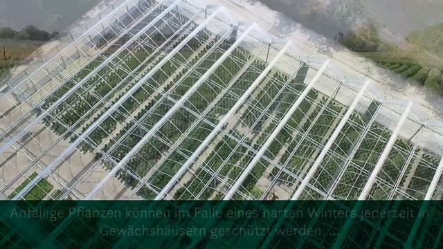 Baumschule zu Jeddeloh Pflanzen - Qualität aus eigener Produktion смотреть онлайн