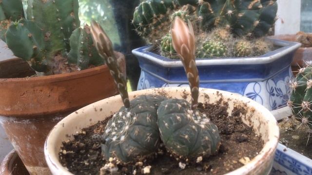 Gymnocalycium Ragonesei  Gymnocalycium Ragonesii Flowering