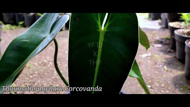 thaumathophyllum corcovanda смотреть онлайн