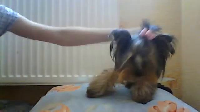 Моя миленькая собачка Лолка!!! смотреть онлайн