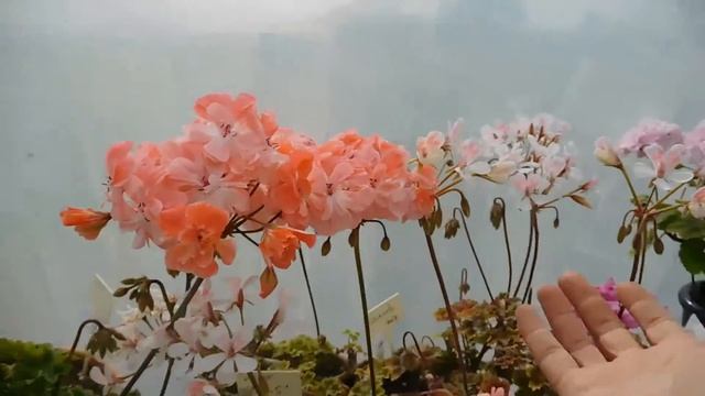 Some of my zonartic pelargoniums in bloom. смотреть онлайн