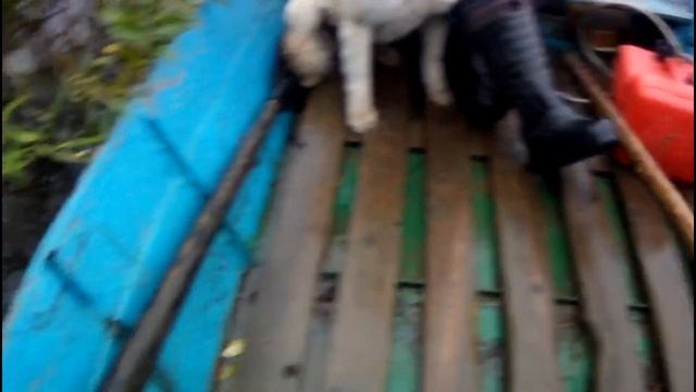 Добыча Выдры! Ловля выдры капканами. Капканный промысел. смотреть онлайн