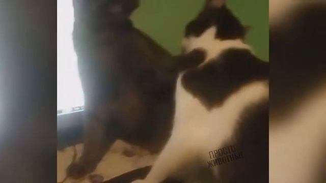 Смешные животные,приколы с котами,ТЕСТ НА ПСИХИКУ попробуй не засмеяться#2 смотреть онлайн