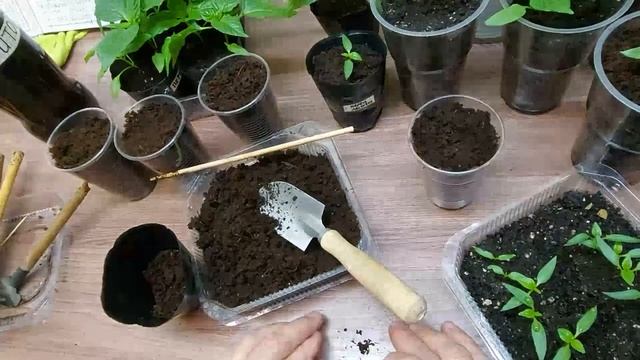 ✅Пикировка рассады ? перца, можно ли заглублять при пересадке до семядольных листьев ?