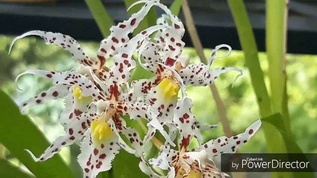 Орхидеи. ОНЦИДИУМ уход и содержание в домашних условиях. Oncidium naevium очень ароматная орхидея. смотреть онлайн