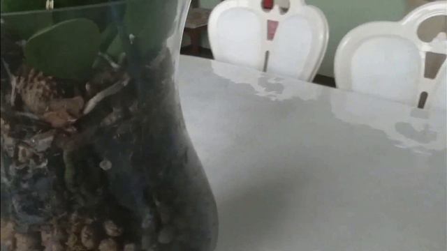 Экстренное видео для тех, у кого подгнивают корни в закрытой прозрачной системе. Жизнь автора. смотреть онлайн