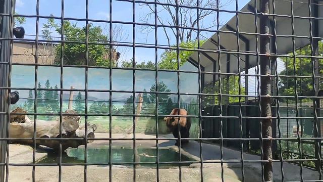 Одесса, Украина, Одесский зоопарк видео 2021 год. (1) смотреть онлайн