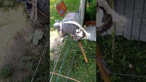 Обзор на мою хоббихорсинг конюшню (Хоббихорсинг-клуб)