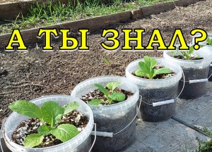 Пекинская КАПУСТА в вёдрах?! Это возможно!??????