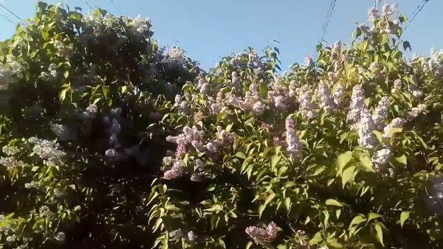 В парке Кузьминки расцвела сирень,18.05.2019 год смотреть онлайн