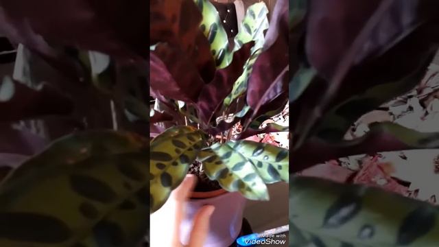 كالاثيا Calathea Lancifolia من أجمل نباتات الزينة الداخلية، كل شيء عنها смотреть онлайн