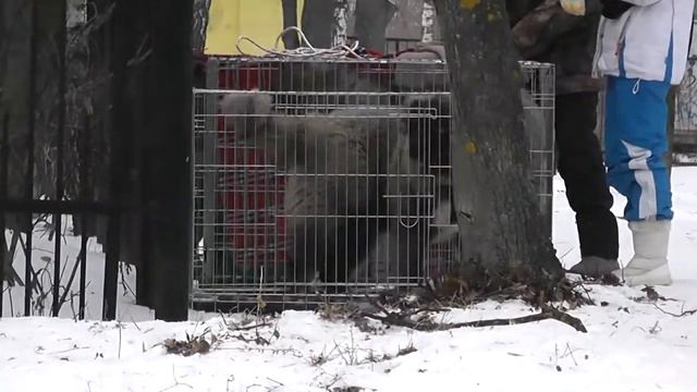 Моно среднеазиатских овчарок, 25.01.15 г., г. Тула смотреть онлайн