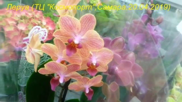 ЛЕРУА:мини ФАЛЕНОПСИСЫ.Орхидеи,ТЦ "Космопорт",Самара,20.04.2019. смотреть онлайн