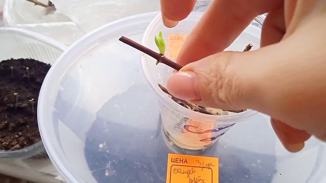 Черенкование гортензий двумя способами - зелёными почками и одревесневшими веточками смотреть онлайн