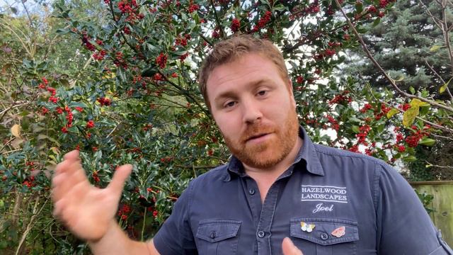 Holly - A Great Tree for Wildlife . . . смотреть онлайн