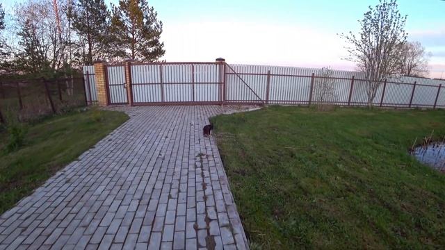 Особенности породы чихуахуа смотреть онлайн
