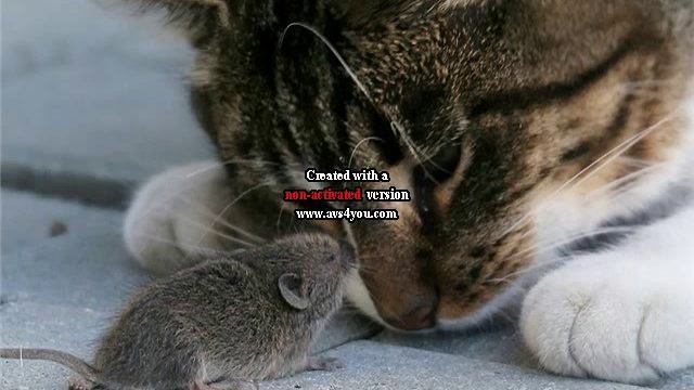 Котауси и Мауси Cat and Mouse Russian Nursery Rhyme with Subtitles смотреть онлайн