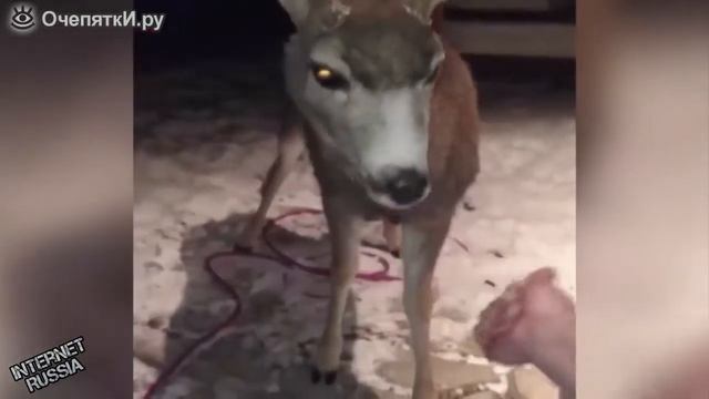 Олень, дает копыто смотреть онлайн