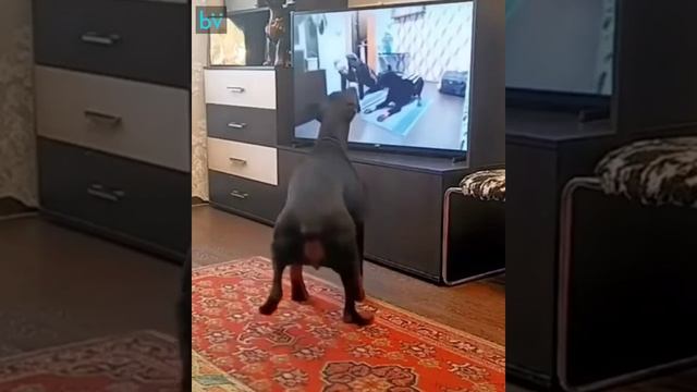 Фитнес смотреть онлайн