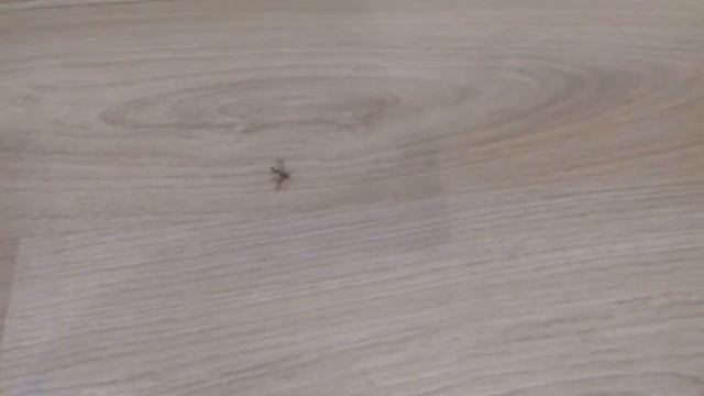 Обзор на надышавшегося раптором комара смотреть онлайн