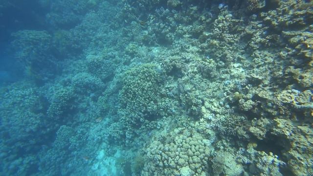 ??Египет 2020???Дайвинг на пляже Il Fanar?Шарм Эль Шейх??Отель Falcon Hills 3*. Pirates dive club. смотреть онлайн