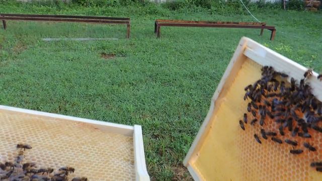 Только не на яйцо!! Почему слетели пчелы из миниульев?! смотреть онлайн