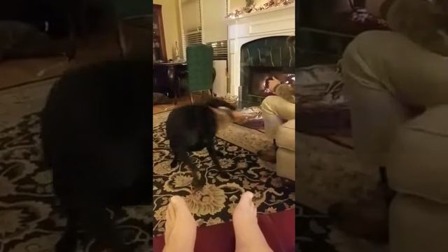 Wacky dog killing toy смотреть онлайн
