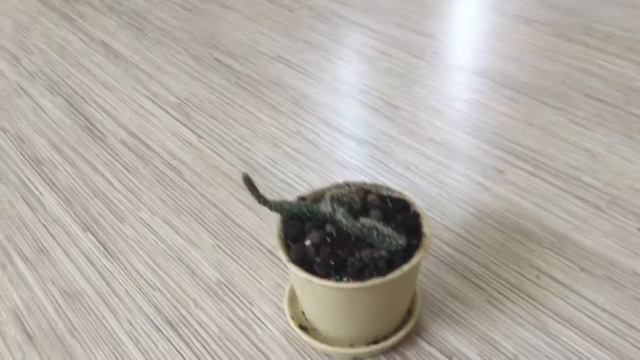 Мои кактусы обзор на их внешний вид