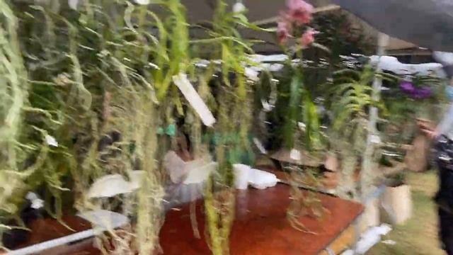 Tamiami Orchid Show - 2021 смотреть онлайн