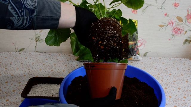 Диатомит. Грунт для пеларгоний 2020 смотреть онлайн