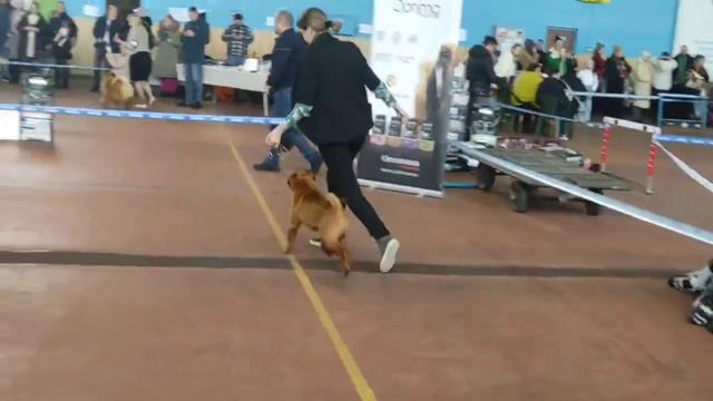 Шарпей на выставке Wow that’s nice iz doma BSS смотреть онлайн