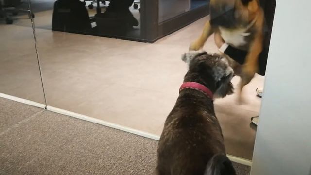 Unit.city встреча щенков цвергшнауцера и бульдога 2 смотреть онлайн