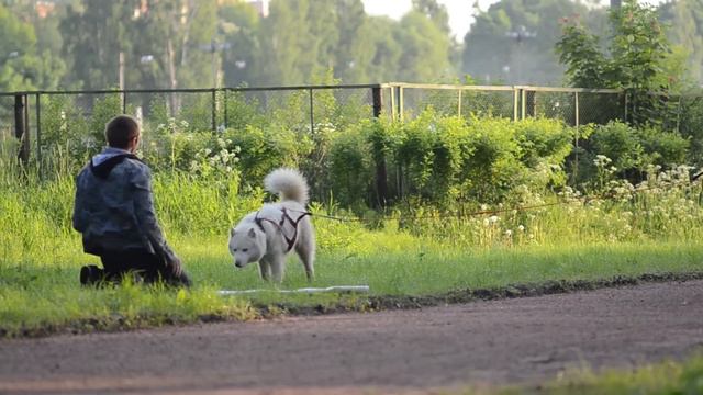 Хаски смотреть онлайн
