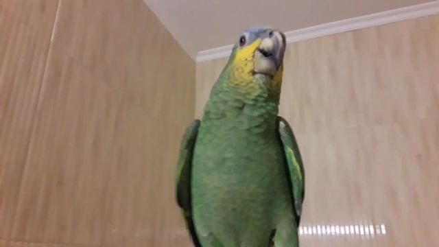 Говорящий венесуэльский амазон Диего. смотреть онлайн