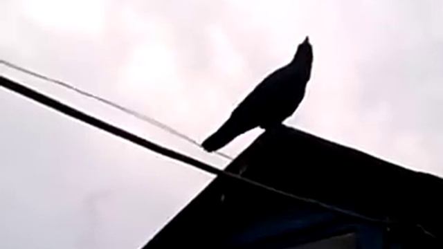 Вася ворон зовет ) смотреть онлайн