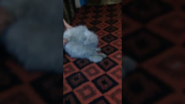 Кошак)под шаг вперед 5))))))) смотреть онлайн