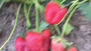 Земляника Кабрилло. Часть 2.