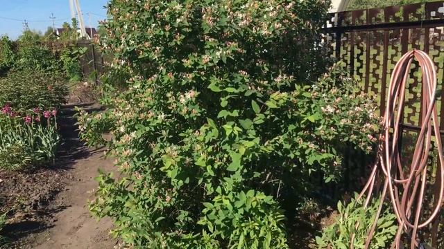 Жимолость татарская смотреть онлайн