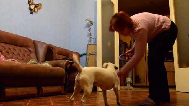 Тиса Dog Puller Butterfly (2 попытка) смотреть онлайн